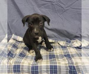 American Pit Bull Terrier-Labrador Retriever Mix Dogs for adoption in Modesto, CA, USA