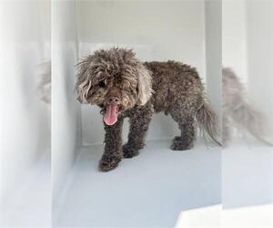 Poodle (Miniature)-Unknown Mix Dogs for adoption in Houston, TX, USA