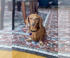 Dachshund Dogs for adoption in Oak Bluffs, MA, USA