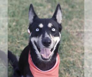 Siberian Husky-Unknown Mix Dogs for adoption in San Antonio, TX, USA