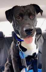 Mastador Dogs for adoption in Durham, NC, USA