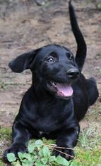Medium Photo #1 Labrador Retriever-Unknown Mix Puppy For Sale in Warwick, RI, USA