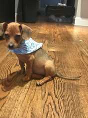 Dachshund Dogs for adoption in Bronx, NY, USA