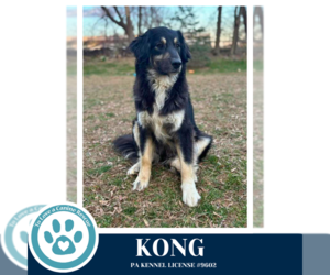 English Shepherd-Unknown Mix Dogs for adoption in Kimberton, PA, USA
