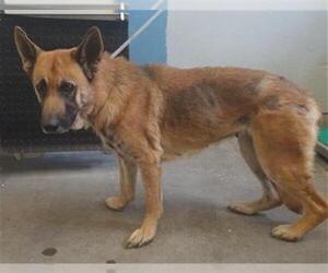 German Shepherd Dog Dogs for adoption in Camarillo, CA, USA