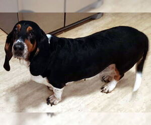 Basset Hound Dogs for adoption in Deepwater, NJ, USA
