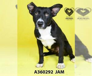 Border Collie-Unknown Mix Dogs for adoption in Stockton, CA, USA