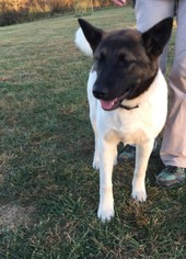 Akita Dogs for adoption in Lewisburg, WV, USA