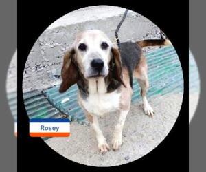 Beagle Dogs for adoption in Long Beach, CA, USA