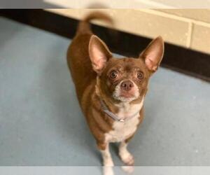 Chihuahua Dogs for adoption in Denver, CO, USA