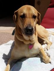 Chinese Shar-Pei-Labrador Retriever Mix Dogs for adoption in Phoenix, AZ, USA