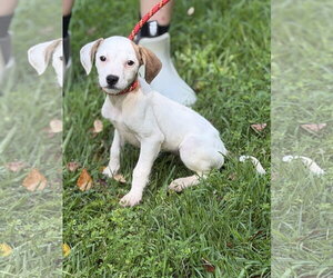 Mutt Dogs for adoption in Yardley, PA, USA