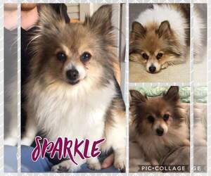 Pomeranian Dogs for adoption in Lockport, IL, USA