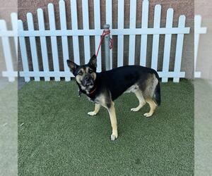 German Shepherd Dog-Unknown Mix Dogs for adoption in Modesto, CA, USA