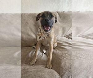 Boxer-Unknown Mix Dogs for adoption in Springdale, PA, USA