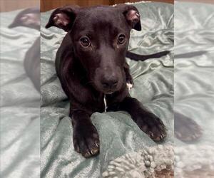 Labrador Retriever-Unknown Mix Dogs for adoption in Conroe, TX, USA