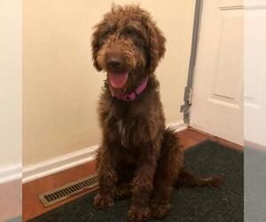 Poodle (Standard) Dogs for adoption in Pendleton, NY, USA