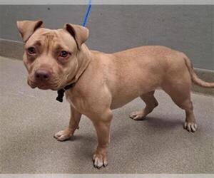 Mutt Dogs for adoption in Las Vegas, NV, USA