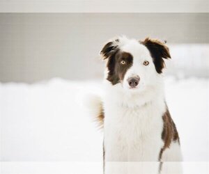 Border Collie-Unknown Mix Dogs for adoption in Sandy, UT, USA