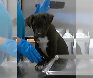 Mutt Dogs for adoption in Fayetteville, NC, USA