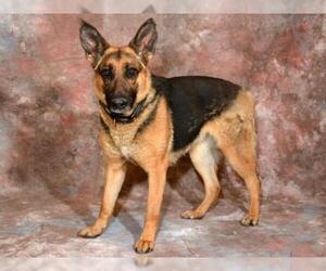 German Shepherd Dog Dogs for adoption in West Valley, UT, USA