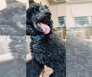 Poodle (Standard) Dogs for adoption in Des Moines, IA, USA