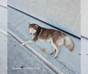 Siberian Husky-Unknown Mix Dogs for adoption in San Antonio, TX, USA