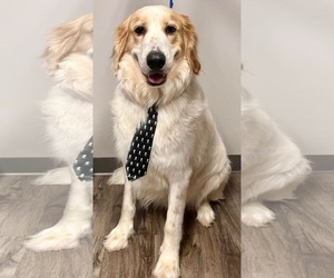 Collie-Great Pyrenees Mix Dogs for adoption in St. Louis Park, MN, USA