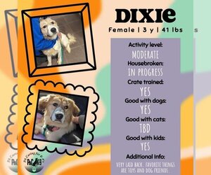 Mutt Dogs for adoption in New Oxford , PA, USA