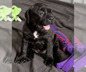 Boxer-Unknown Mix Dogs for adoption in Raleigh, NC, USA