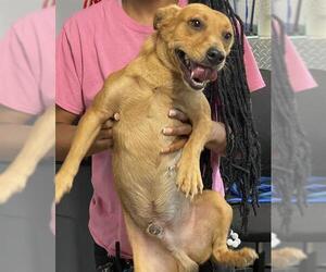 Chihuahua Dogs for adoption in Tallahassee, FL, USA