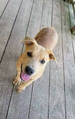 Black Mouth Cur Dogs for adoption in Brookhaven, MS, USA