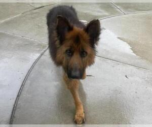 German Shepherd Dog Dogs for adoption in Martinez, CA, USA