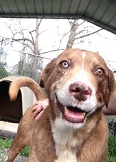 Sheprador Dogs for adoption in Albemarle, NC, USA