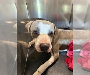 American Staffordshire Terrier-Unknown Mix Dogs for adoption in San Antonio, TX, USA