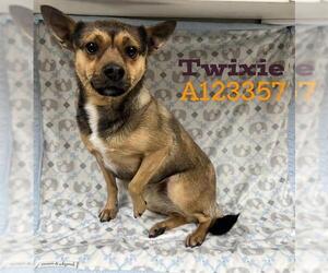 Chihuahua Dogs for adoption in HESPERIA, CA, USA