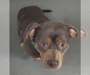 American Pit Bull Terrier Dogs for adoption in Glen Allen, VA, USA