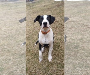 Mutt Dogs for adoption in Hinton, WV, USA