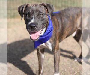 Boxer-Unknown Mix Dogs for adoption in San Antonio, TX, USA