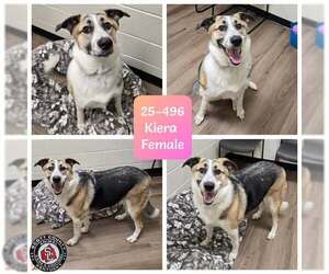 Mutt Dogs for adoption in Georgetown, KY, USA