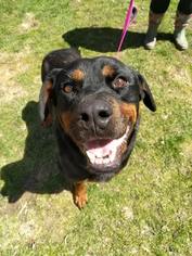 Small Rottweiler