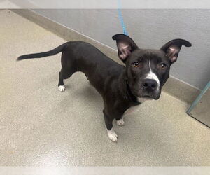 American Pit Bull Terrier-Unknown Mix Dogs for adoption in Las Vegas, NV, USA