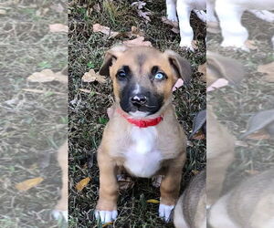 American Staffordshire Terrier-Siberian Husky Mix Dogs for adoption in Raleigh, NC, USA