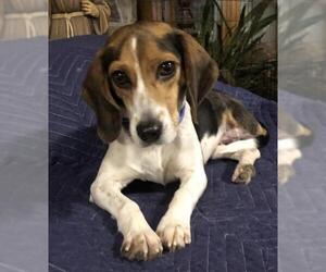 Beagle Dogs for adoption in Crossville, TN, USA
