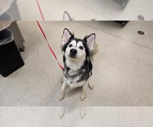 - Mix Dogs for adoption in Riverside, CA, USA