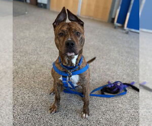 American Pit Bull Terrier Dogs for adoption in Boston, MA, USA