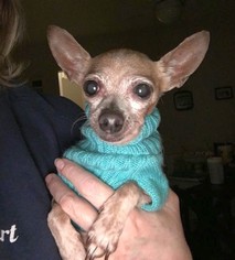 Chihuahua Dogs for adoption in Boonton, NJ, USA