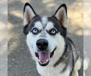 German Shepherd Dog-Huskies  Mix Dogs for adoption in Woodland, CA, USA