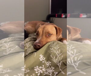 American Pit Bull Terrier-Unknown Mix Dogs for adoption in Chandler, AZ, USA