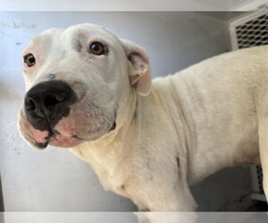 Mutt Dogs for adoption in Bakersfield, CA, USA